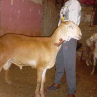 بره قوچی وبره ماده چینی اصل