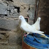 کفتر