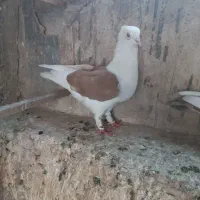 چند تا رنگی نر پرنده