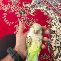 راهب نر دستی آلپاین