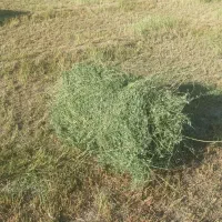یونجه برای حیوانات