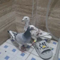 جفت نروماده