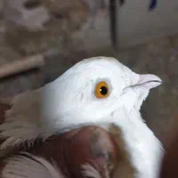 کفتر چشم زرد
