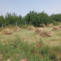 یونجه|لوازم جانبی حیوانات|کندوان, |دیوار