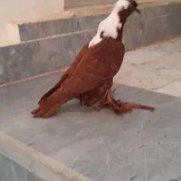 باش قرمزی بالا