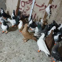 کفتر هوایی