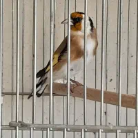 سهره بروجرد نر دهن دار بخون