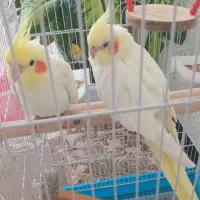 عروس هلندی نرو ماده