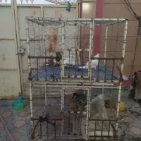 قفس مرغ و کبوتر