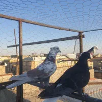 کبوتر پرشی