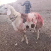 قوچ پلنگی
