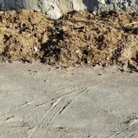 فروش پهن و کود گاوی