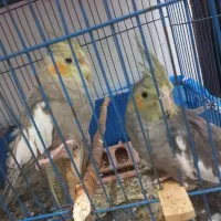 عروس هلندی گلباقالی