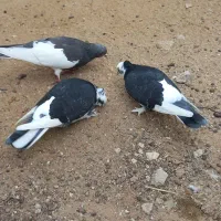 کبوتر|پرنده|بوشهر, |دیوار
