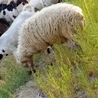 قوچ و برّه چاق مخصوص داشتی و کشتار