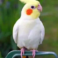 عروس هلندی گم شده
