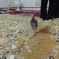 جوجه دوماه نیم ویک ماه نیم