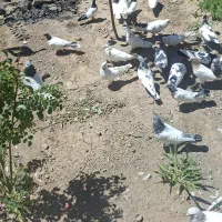 کفتر ملقی ، پرشی ، پربازی سو قدیم