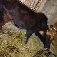 گاوماده لیشه