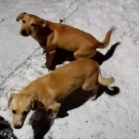 پاکوتاه