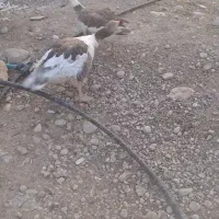 فروش دو عدد قاز