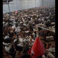 جوجه مرغ خروس بومی۵۰ روزه۱۵۰هزارتوضیحات روبخانید