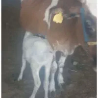 گاو وگوساله
