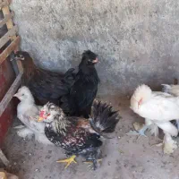 جوجه مرغ