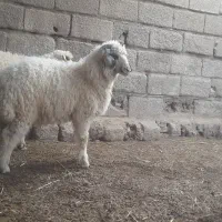 گوسفند نر