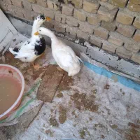 اردک نر و ماده