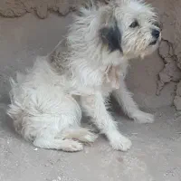 سگ پاکوتاه