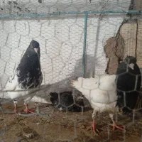 نر ماده سرسیاه کلایی