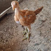 جوجه مرغ لاری وبرهما