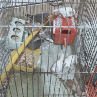 10عددفنج نروماده خانگی به شرط