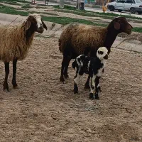 سه عدد میش افشاری 85 تومن