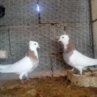 یک جفت کبوتر طوقی هفت رنگ