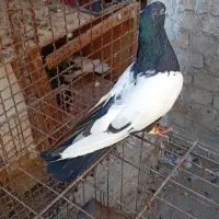 کارون
