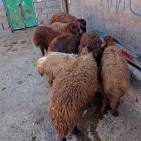 هشت عدد بره نر