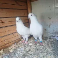 کبوتر جفتگاهی