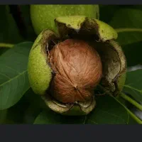 فروش گردو آمریکایی و دماوندی  مرغوب