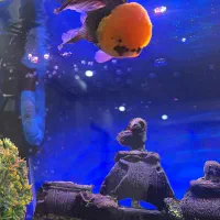 ماهی گلدفیش خارجی