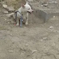 سگ پاکوتاه