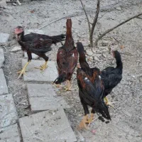 مرغ و خروس لاری