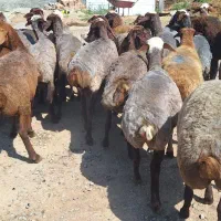 گوسفند داشتی شیره دار و ابستن