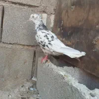 ماده کوهی دمپاک