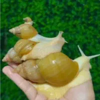 بچه هلزون. امیدیه آغاجاری