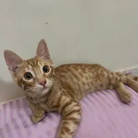 گربه دی اس اچ واگذاری