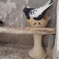 سینه سیاه نر