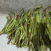 نری بیلهرتازه