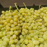 انگور شیرین بدون هسته خلیلی یاهمون عسکری آبغوره